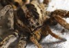 Devious MRSA Spider Bites Yet Another Antecubital Fossa, Remains at Large mrsa spider