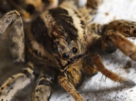 Devious MRSA Spider Bites Yet Another Antecubital Fossa, Remains at Large mrsa spider