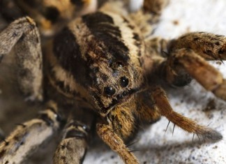 Devious MRSA Spider Bites Yet Another Antecubital Fossa, Remains at Large mrsa spider