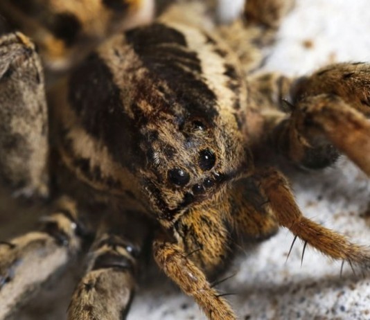 Devious MRSA Spider Bites Yet Another Antecubital Fossa, Remains at Large mrsa spider