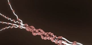 Collagen Etude collagen