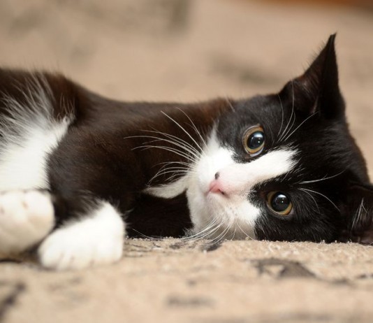 Feline Fibromyalgia Clinic Closes Amid Fraud Accusations