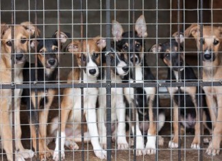Veterinary ER Incapacitated by Doggie Psych Holds dogs in cage at er
