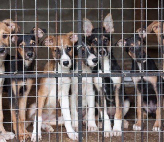 Veterinary ER Incapacitated by Doggie Psych Holds dogs in cage at er