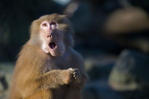 urgent care monkey