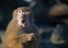 Urgent Care Trains Monkey to Dispense Z-Paks, Send Patients to ER urgent care monkey