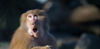 Urgent Care Trains Monkey to Dispense Z-Paks, Send Patients to ER urgent care monkey