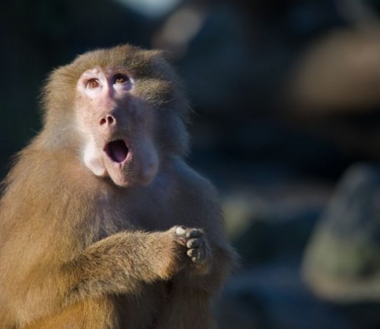 Urgent Care Trains Monkey to Dispense Z-Paks, Send Patients to ER urgent care monkey