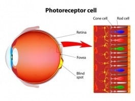Retina Specialist to Further Subspecialize and Focus on Cones rods and cones