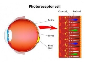 Retina Specialist to Further Subspecialize and Focus on Cones rods and cones