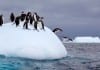 New Sub-Zero ORs Trialed: Orthopedic Surgeon Still Asking for Temperature Turned Down penguins