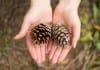 Wilderness Medicine Residency Approved by ACGME, Offers to Pay Trainees in Pine Cones pinecones