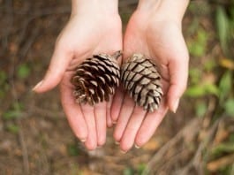Wilderness Medicine Residency Approved by ACGME, Offers to Pay Trainees in Pine Cones pinecones
