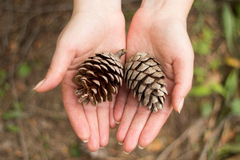 pinecones