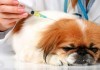 Rabies Vaccines Result in Doggie Autism According to Andrew Wakefield, PETA Petrified dog vaccine