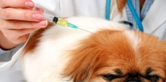 Rabies Vaccines Result in Doggie Autism According to Andrew Wakefield, PETA Petrified dog vaccine