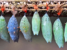 Medical Team Unable to Penetrate Patient’s Protective Blanket Cocoon patient cocoon