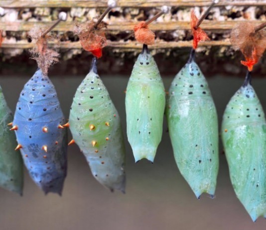 Medical Team Unable to Penetrate Patient’s Protective Blanket Cocoon patient cocoon