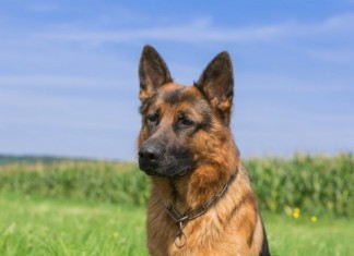 Veterinarian Turfs German Shepherd to Hospital Medicine veterinarian