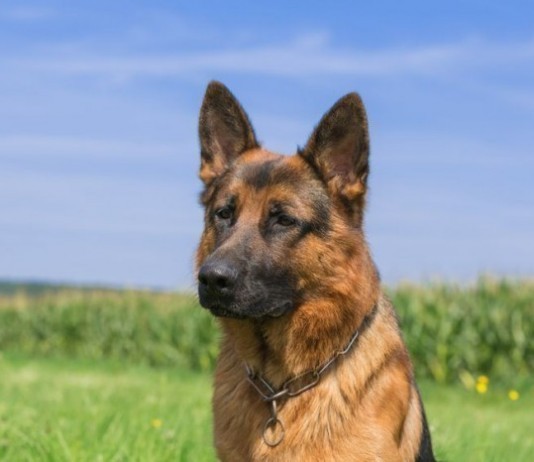 Veterinarian Turfs German Shepherd to Hospital Medicine veterinarian