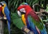 ICD-10 Primer, Lesson 1: Macaw Documentation macaw icd-10