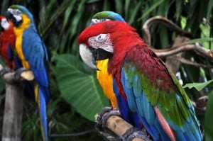 macaw icd-10