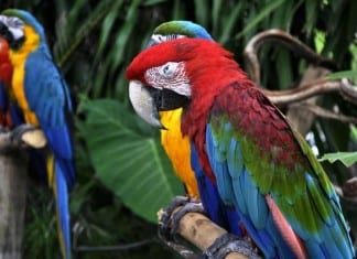 ICD-10 Primer, Lesson 1: Macaw Documentation macaw icd-10