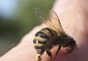 Bee Sting Therapy Administered Despite Bee Sting Allergy Clearly Documented by Nursing bee sting allergy