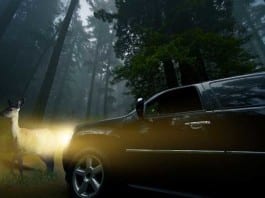 The Difference Between a Medical Student and a Deer in Headlights