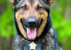 Hospital Hires Retired Drug-Sniffing K9s as Pet Therapists, Dramatic Reduction of Shady Patients, Visitors Ensues