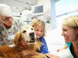 Physician Reprimanded for Overprescribing Therapy Dogs therapy dog