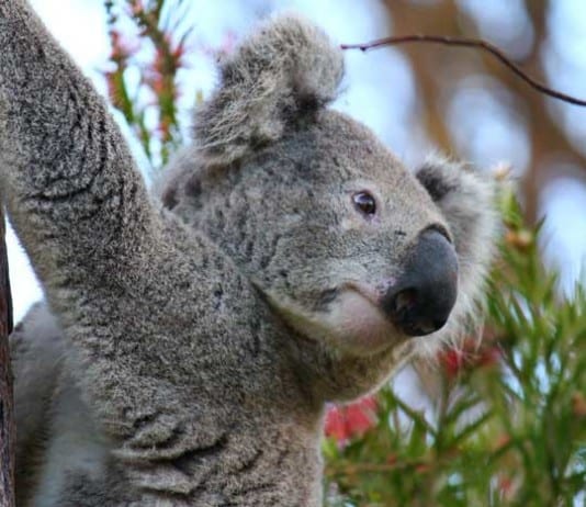 Man vs. Koala: A List of Lesser Known ER Complaints koala bear
