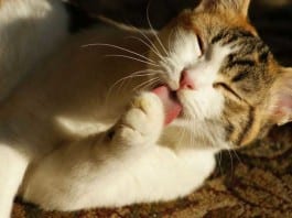Cats Outperform Humans in Treating Patients with Borderline Personality Disorder cat licking