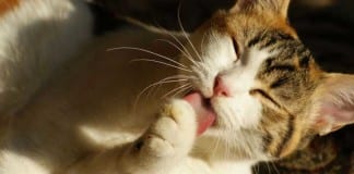 Cats Outperform Humans in Treating Patients with Borderline Personality Disorder cat licking