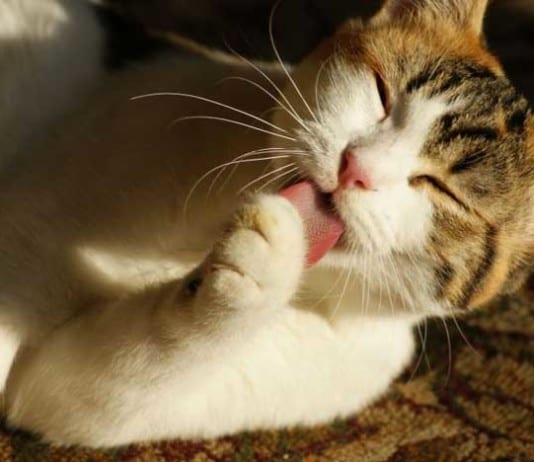 Cats Outperform Humans in Treating Patients with Borderline Personality Disorder cat licking