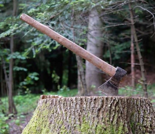New Orthopedic Surgery Simulator a Warehouse Filled with Tree Stumps, Blunt Ax orthopedic