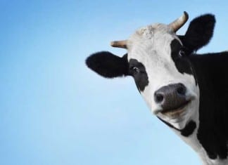 Neurosurgery Intern Eager for First Solo Case: Creutzfeldt-Jakob Disease Biopsy mad cow