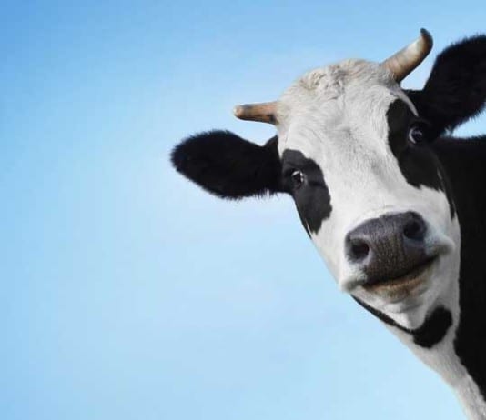 Neurosurgery Intern Eager for First Solo Case: Creutzfeldt-Jakob Disease Biopsy mad cow