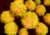 CDC Urges Mosquitos to Wear Tiny Condoms to Fight Zika Virus zika virus