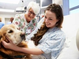 Allergy-Sniffing Dog Weeds Out Dilaudid-Seeking Liars retriever in hospital