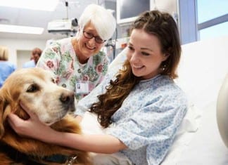 Allergy-Sniffing Dog Weeds Out Dilaudid-Seeking Liars retriever in hospital
