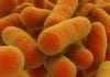 New E. Scrotalis Bug Discovered, Urology Resident Infects Everything scrotalis bacteria