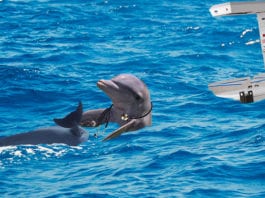 Hippie Dolphin Has Natural Air Birth