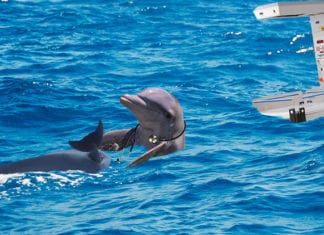 Hippie Dolphin Has Natural Air Birth