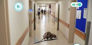 Hospital Rat Mistaken for Pokémon