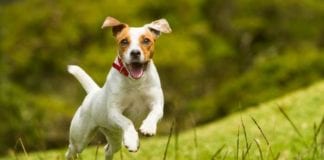 Veterinarians Overdiagnosing Pets with ADD adhd veterinarian