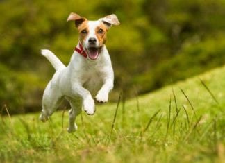 Veterinarians Overdiagnosing Pets with ADD adhd veterinarian