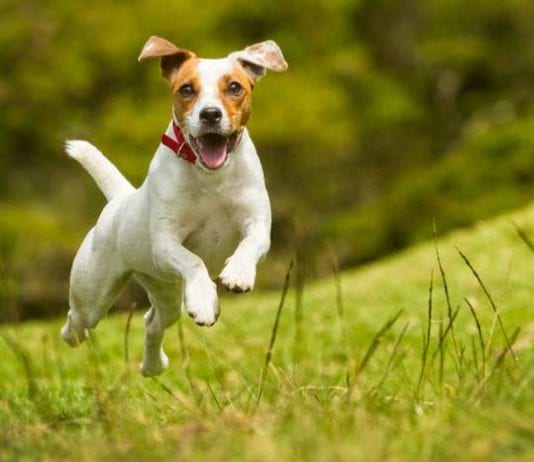 Veterinarians Overdiagnosing Pets with ADD adhd veterinarian