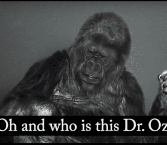 Koko the Gorilla Speaks Out About Healthcare Koko