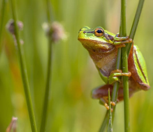 Man with Frog in Throat Also Has Tadpoles in Scrotum frog, tadpole